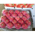Fresh apple Fresh fuji fruit for sale